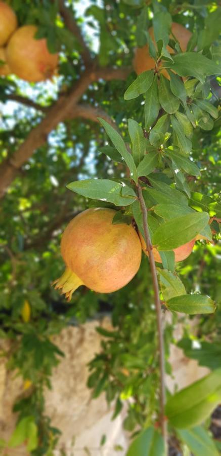 Finca Sa Cova De Mallorca Сенсельес Экстерьер фото