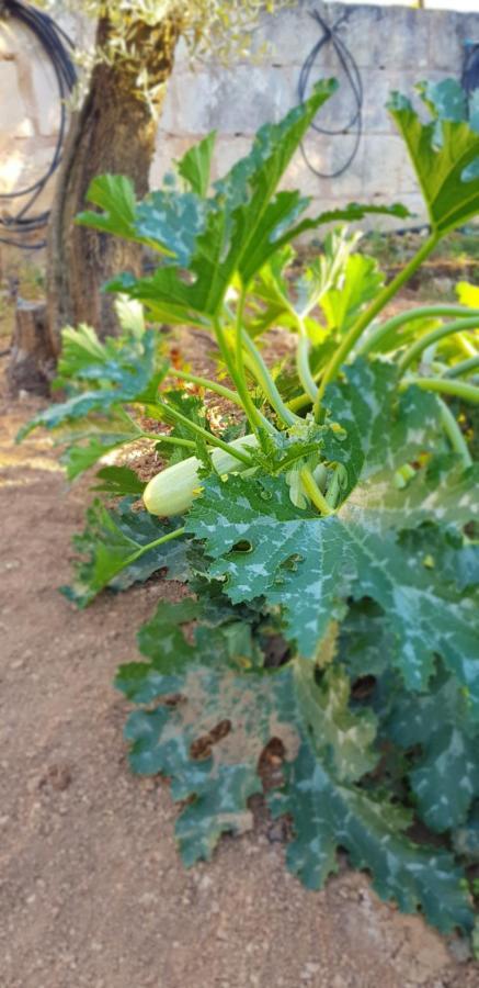 Finca Sa Cova De Mallorca Сенсельес Экстерьер фото