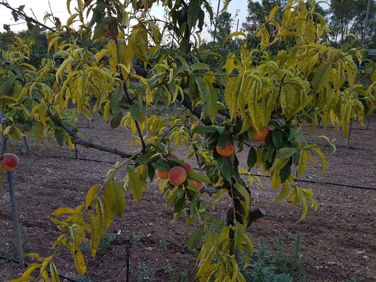Finca Sa Cova De Mallorca Сенсельес Экстерьер фото