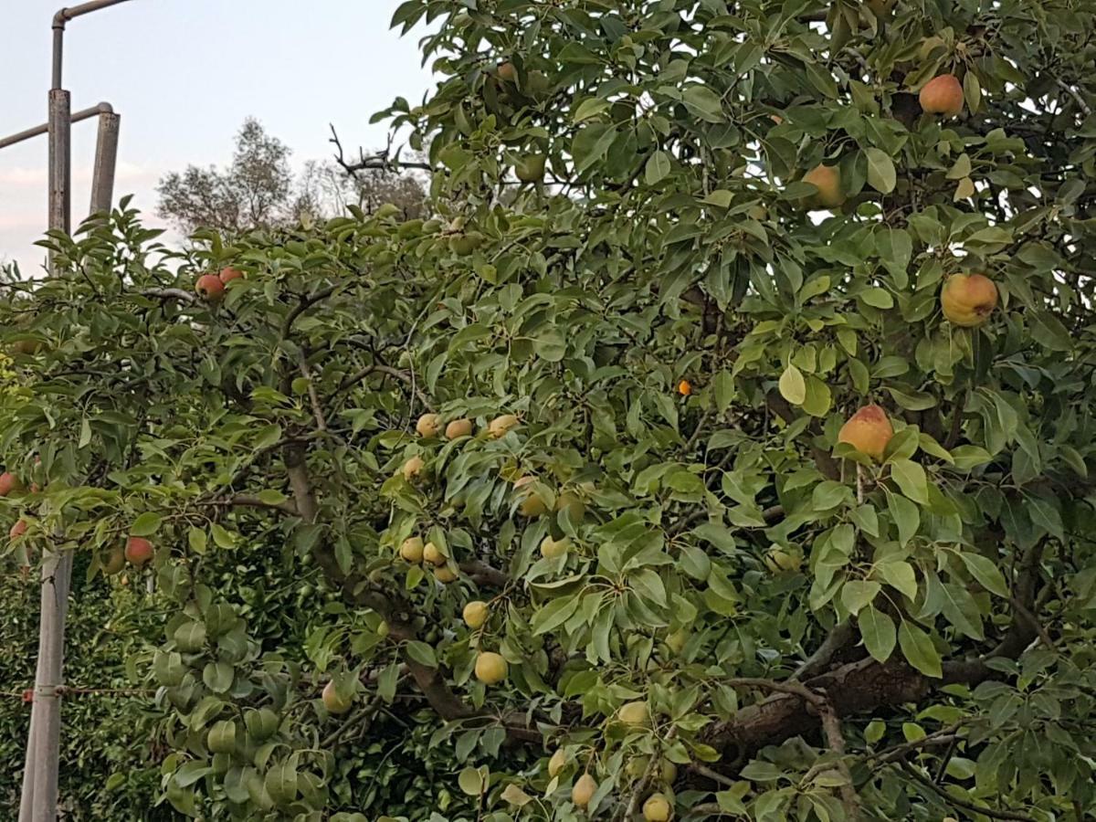Finca Sa Cova De Mallorca Сенсельес Экстерьер фото